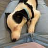 Nolito -aktiv, neugierig und clever-