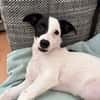 Nolito -aktiv, neugierig und clever-