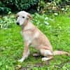 Frieda -liebenswerte Frohnatur-