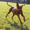 Aaramy sucht ein neues Zuhause