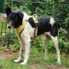 Harvey 45 cm geb. 12/2015 wäre fast verhungert