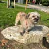 Penny sucht ein Zuhause 🏡