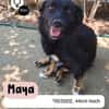 Fröhliche MAYA sucht ihre Menschen