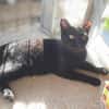 Majid, verspielter Kittenjunge, ca. 1 Jahr