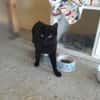 Majid, verspielter Kittenjunge, ca. 1 Jahr