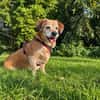 Charlie, verschmuster Senior, ca. 11 Jahre