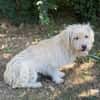 Norna sensible kleine Hundedame sucht ihr Für-Immer-Körbchen