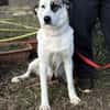 ZELA (KK)  liebevolle Hundedame