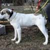 ZELA (KK)  liebevolle Hundedame