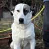ZELA (KK)  liebevolle Hundedame
