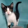 LOULOU (FIV+)