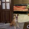 Balto le joyeux créole