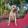 Fenzo, Mâle, X Berger, né le 24/04/2026 🐶