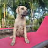 Fenzo, Mâle, X Berger, né le 24/04/2026 🐶