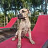 Fenzo, Mâle, X Berger, né le 24/04/2026 🐶