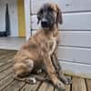 Amaël, Mâle, X Berger, né le 24/04/2026 🐶