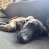 Amaël, Mâle, X Berger, né le 24/04/2026 🐶