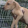 Asco, Mâle, X Berger, né le 01/06/2026 🐶