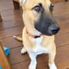 Isis la mini croisée malinoise