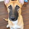Isis la mini croisée malinoise