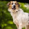 Smile wartet in der Tierherberge Donzdorf