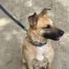 Carlos- besonderer Hund sucht Menschen
