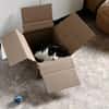 Die hübsche Freya sucht ihr Körbchen