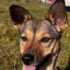 Pax sucht Paten und Spender