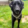 Sally Freundliche Sally sucht ihr aktives Zuhause