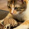SUNNY, kuschlige, liebenswürdige Kätzin sucht