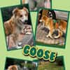 lieber hübscher Rüde Goose auf PS in 90579