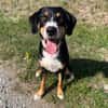 Fröhlicher Appenzeller Sennenhund Rocco wartet in 74214