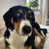 Fröhlicher Appenzeller Sennenhund Rocco wartet in 74214