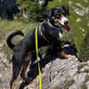 Fröhlicher Appenzeller Sennenhund Rocco wartet in 74214