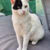 Lieber, junger Kater Pirata