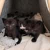 Vier kleine Kater suchen ab Mitte November ihr Zuhause