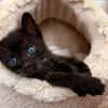 Vier kleine Kater suchen ab Mitte November ihr Zuhause