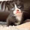Vier kleine Kater suchen ab Mitte November ihr Zuhause