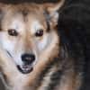 Scotty - sucht dringend ein Zuhause!