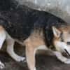 Scotty - sucht dringend ein Zuhause!