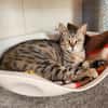 Unkomplizierter, lieber Kater John