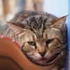 Unkomplizierter, lieber Kater John