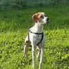 Samy, geb. ca. 07/2025, 52379 Langerwehe