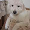 TOSHI