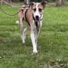 Ryan aus 31195 Lamspringe sucht sein zu Hause
