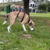 Ryan aus 31195 Lamspringe sucht sein zu Hause
