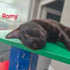 Romy