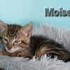 MOISE