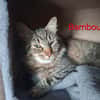BAMBOU