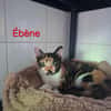 EBENE